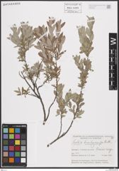 Foto von Salix brachycarpa Nutt.